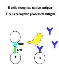 Β- λεμφοκύτταρα (Ιgs) B cell antigens - όλα χημικά