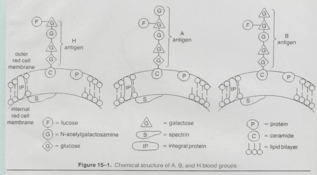 Α, Β Ags πρόδρομη ουσία Η τελικό σάκχαρο, Ν-acetylogalactosamine, galactose ολιγοσακχαρίτης σε όλα ερυθρά