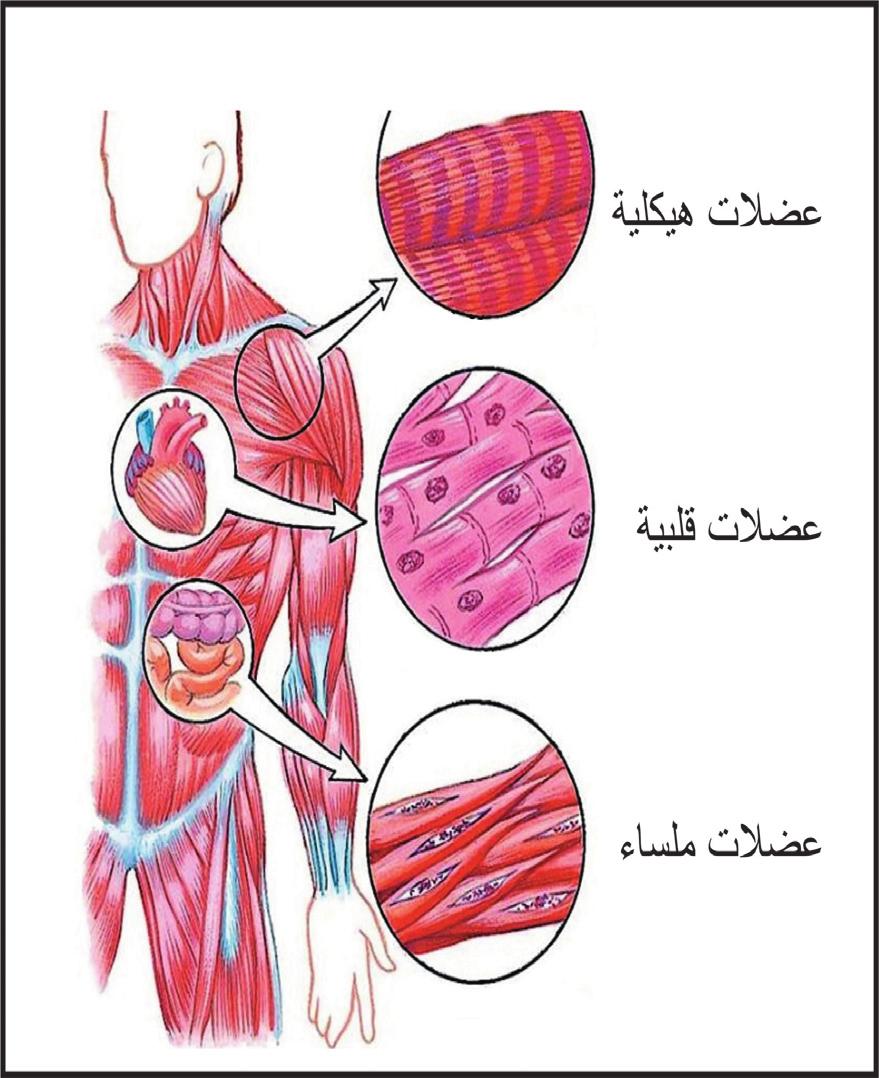 الفصل الثالث الجهاز العضلي System) :(Muscular يستطيع الا نسان ا ن يتحرك ويمارس النشاطات اليومية من خلال التكامل بين عمل ا جهزة جسمه المتعددة.