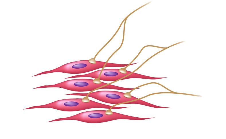 رادية الحركة هيكلية قلبية ملساء 99 ا - العضلات الملساء Muscles) :(Smooth تتا لف من ا لياف مغزلي ة توجد على شكل طبقة ا و طبقات تحيط بقنوات الا عضاء