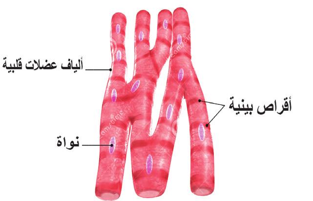 سؤال اذكر اسم عضلات ملساء ا رادية.
