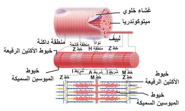 الملساء.