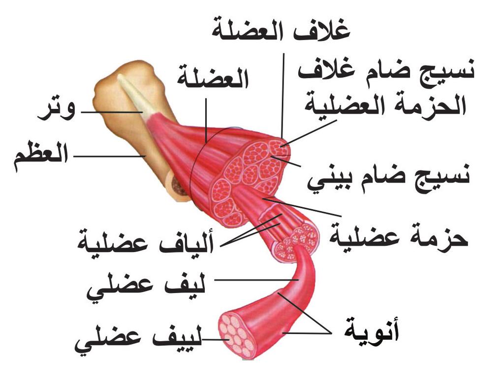 حد بعضها مع بعض مكونة الا قراص البينية التي تلعب دور ا مهم ا في نقل جهد الفعل من ليف ا لى ا خر بسرعة وسهولة وبحركة منتظمة ا يقاعية تستجيب للتنبيه العصبي