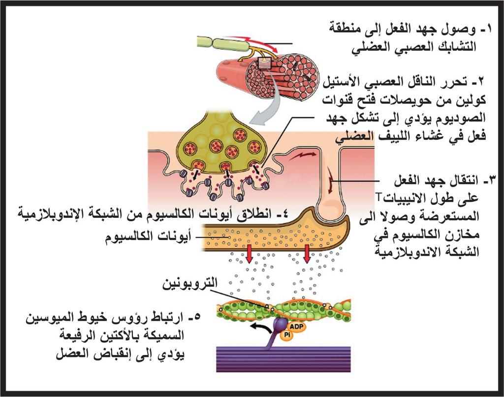 2.3 انقباض العضلات المخططة ا - التنبيه العصبي للعضلة: تتصل العصبونات الحركي ة بالعضلات من خلال التشابكات العصبية العضلية فتفرز العصبونات الناقل العصبي ا سيتيل كولين لنقل جهد الفعل ا لى ا لياف العضلة.