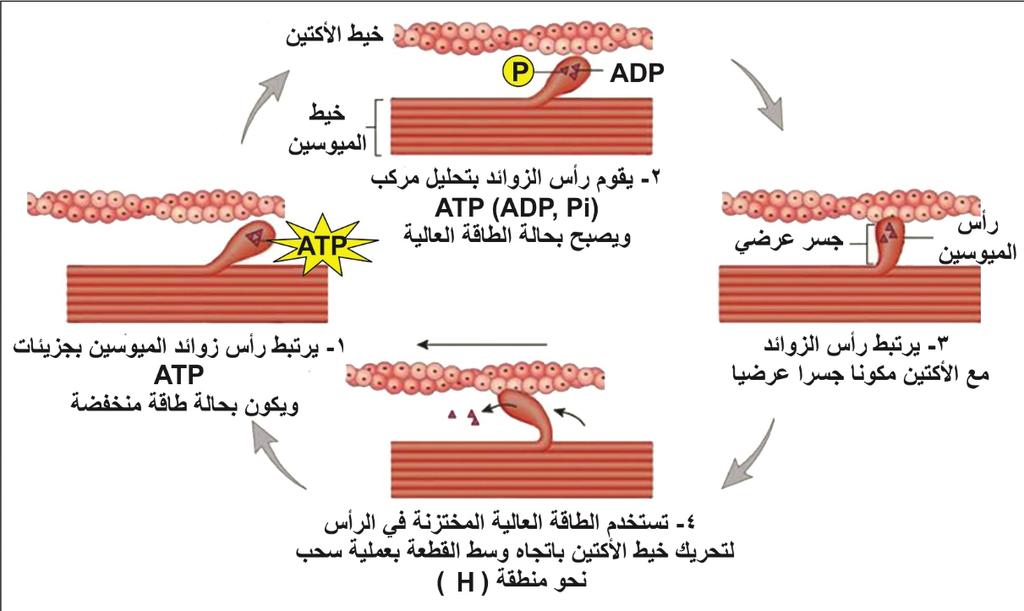 يبين الشكل ) (7 تركيب القطعة العضل ية وا ل ية انقباضها.