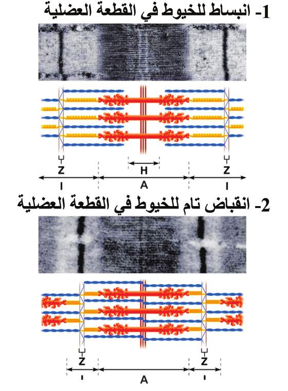 كوليــن ا لــى الغشــاء الخلــوي للييــف العضلــي من ب هــا لتكـ و ن جهـ د فعــل فيهــا وبالتالــي حــدوث