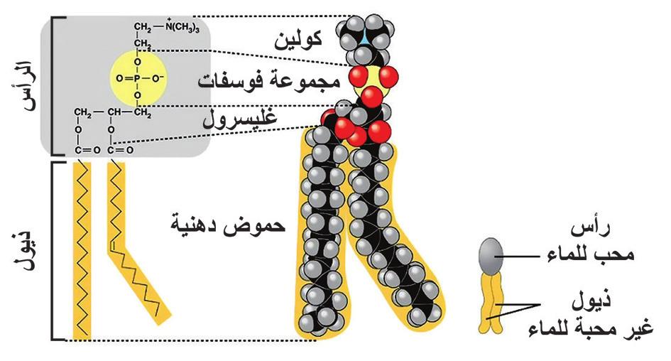 6- ما نواتج التفاعل ما الجزيء الناتج دهن ا م زيت فس ر ا جابتك.