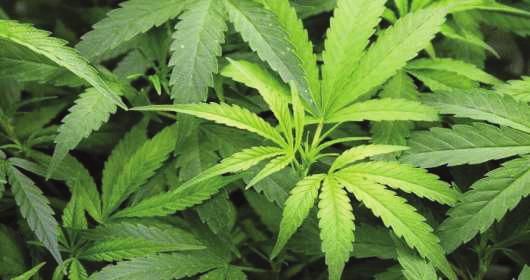 -4 التيربينات :(Terpenes) تتكو ن معظمها من وحدات بنائية ا يزوبرين (Isoprene) وتوجد هذه المركبات في بعض النباتات كالحمضيات وت