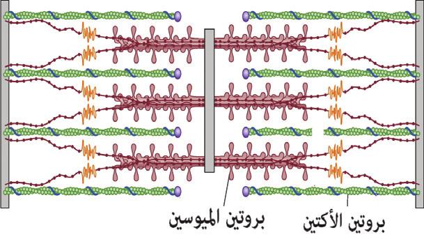 -1-2 -3-4 -5-6 -7 ما العناصر الداخلة في تركيب جزيء الحمض الا ميني ما المجموعات الوظيفي ة فيه ماذا يحدث لها عند وضعها في الماء ماذا يعني الرمز ( R ) وما علاقته بالحموض الا مينية اكتب الصيغة البنائية