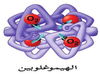 في هذا النشاط سنتعرف ا لى طريقة الكشف عن البروتينات في الا طعمة المختلفة.