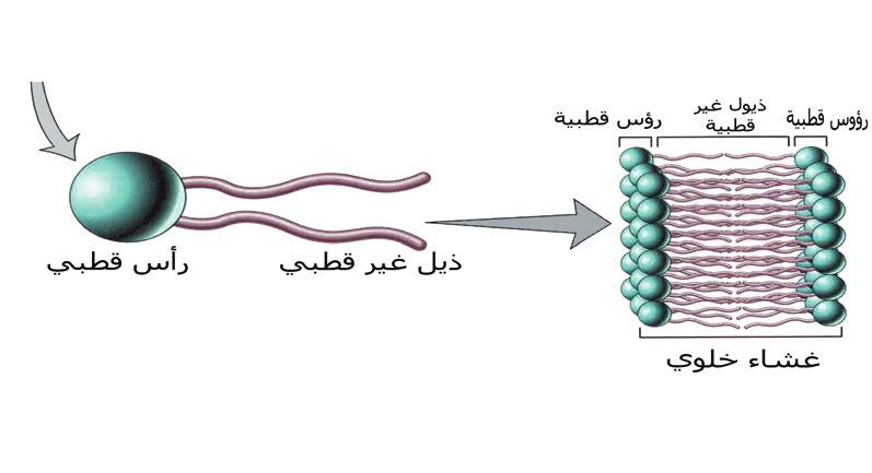 تمك ن العالمان (سنغر ونكلسون) من تقديم ا فضل نموذج لتركيب الغشاء الخلوي وا طلقا عليه النموذج الفسيفسائي المائع. ول ق ب بالمائع لا ن مكوناته تغي ر موضع ها من وقت ا لى ا خر.