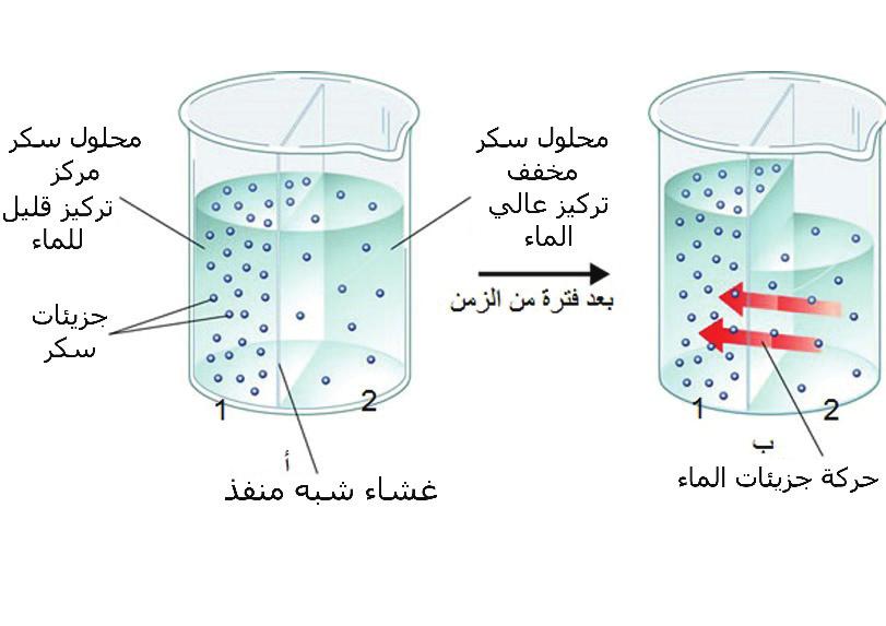 ص ف ات جاه حركة جزيئات كل من غاز الا كسجين وغاز ثاني ا كسيد الكربون بين الا وعية الدموية وكل من: الشكل (5): حويصلة هوائية وشعيرة دموية. 1- الحويصلات الهوائية في الرئتين. 2- الخلايا العضلية.