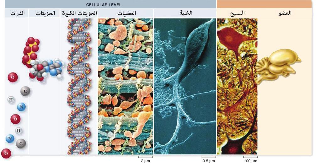 الوحدة الا ولى الخلي ة: التركيب الكيميائي وا ليات النقل The Cell:Chemical Structure &