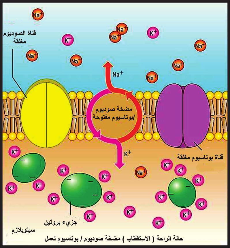 العصب: يتكون من مجموعة من الح ز م العصبية التي تضم مجموعة من الزوائد والمحاور الا سطوانية للعصبونات الحسية والحركية وتحاط بنسيج ضام يدعى غلاف المحور الا سطواني.