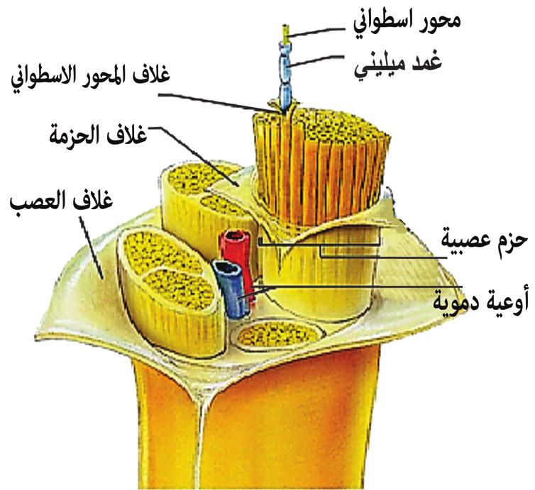 2 السيال العصبي Impulse) :(Nerve عند تعرض العصبون لمؤثر ما تتولد فيه ا شارات كهروكيمائية تنتقل عبر ا جزاء العصبون ا لى عصبون ا خر ا و غدة ا و عضلة. وهذا ما يعرف بالسيال العصبي.
