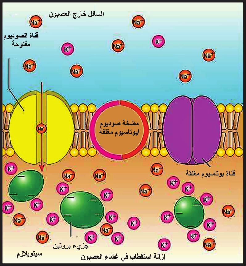 العوامل التي تسهم في جعل داخل العصبون سالب ا مقارنة مع خارجه: 1- النفاذي ة الاختيارية العالية لغشاء محور العصبون لا يونات البوتاسيوم وقلة نفاذي ة ا يونات الصوديوم.