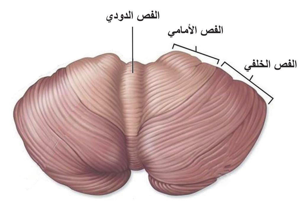 نشاط (2): الفعل المنعكس الدماغي: تتا ثر منطقة الرا س والرقبة بمؤثرات خارجية مفاجئة تؤدي ا لى ا فعال منعكسة لمنطقة الرا س.