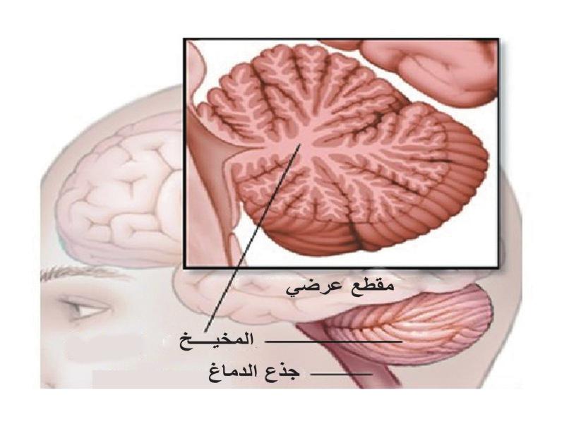 راع قواعد السلامة خلال تنفيذك لهذا النشاط.
