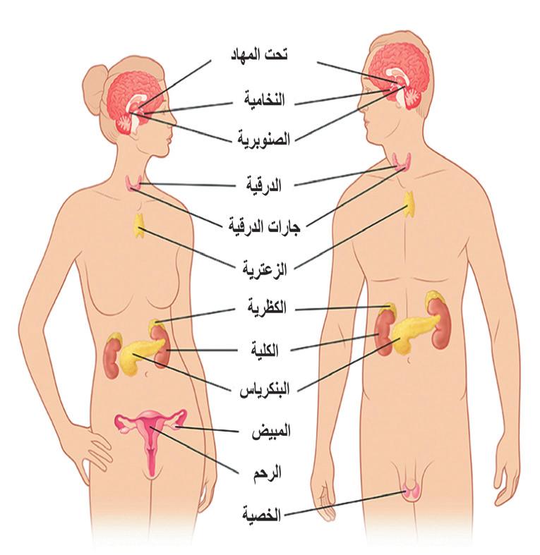 الفصل الثاني جهاز الغ دد الصم اء System) :(Endocrine يتا زر الجهاز العصبي والغ دد الصم اء في التحكم بعمل الا نسجة والا عضاء لتؤدي وظائف ها بشكل منظ م ومتكامل.