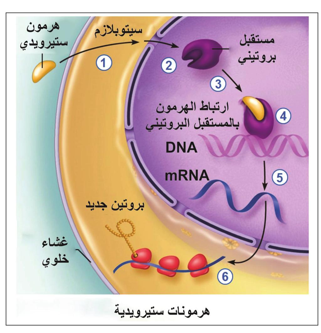 ســؤال يتكـ ون ا ي جهــاز مــن اجهــزة الجســم مــن اعضــاء متصلــة مــع بعضهــا البعــض والغــدد الص مــاء منتشــرة فــي انحــاء الجســم فلمــاذا ســم يت جهــا زا ولمــاذا ســم يت ص مــاء تصنيف