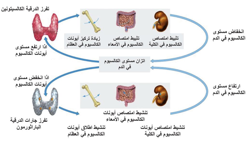يبي ن الشكل (9) ا لي ة تنظيم ا يونات الكالسيوم في الدم.