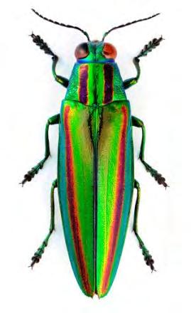 Το ξυλοφάγο σκαθάρι Chrysochroa fulgidissima, από την οικογένεια των βουπρηστίδων, γνωστό και ως "ιαπωνικό σκαθάρι κόσμημα", βρίσκεται μέσα στο δάσος και τα δάση της Ιαπωνίας κατά τη διάρκεια του