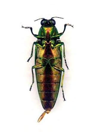 1: Chrysochroa fulgidissima (αρσενικό) (Kohichiro Yoshida Flickr) Ο σκώρος Μαδαγασκάρης Chrysiridia rhipheus, περισσότερο γνωστός ως «σκώρος ηλιοβασίλεμα», είναι ένα ημερόβιο είδος της οικογένεια