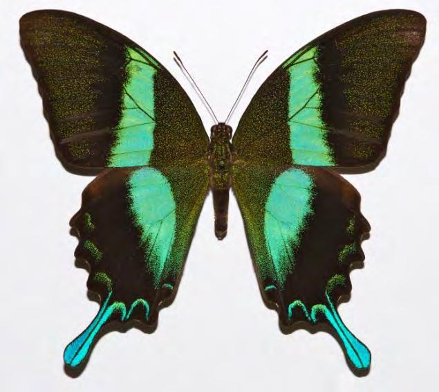 Papilio Palinurus και Papilio blumei της οικογένειας Papilionidae εμφανίζουν φωτεινά πράσινα μπαλώματα στο ζεύγος των φτερών τους.