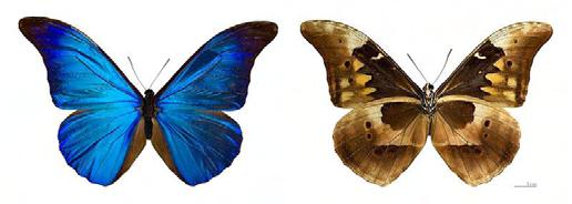 Η αρσενική πεταλούδα Morpho rhethenor της οικογένειας Nymphalidae εμφανίζει ένα εντυπωσιακά έντονο μπλε ιριδίζον χρώμα στα φτερά της, το οποίο φέρεται να είναι ορατό σε εξαιρετικά μεγάλες αποστάσεις