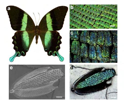 Σχήμα 5.6: Papilio blumei Ανάμειξη χρώματος στην μικροφολίδα. a) Papilio blumei, η πράσινη πεταλούδα swallowtail.