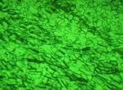 Figura 10: Zona influentata termo-mecanic (MO, 100x) Neuniformitatile structurale ale grauntilor sunt datorate atat campului de tensiuni neuniform distribuit in material cat si dinamicii