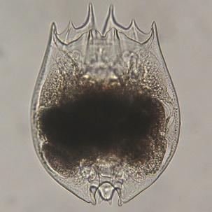 gibelio Brachionus variabilis 89% A.