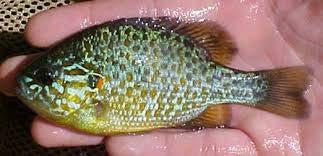 Τα ψάρια Α. Τσιπουρλιάνος L. gibbosus 2% C.gibelio 17% Alburnus 5% Cyprinus 3% C.