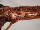 Σηψιρριζίες Rosellinia necatrix & Armillaria mellea Ο φλοιός