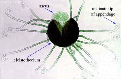 Ωίδιο Κλάση: Ασκοµύκητες (Oomycota) Τάξη: Erysiphales Οικ.