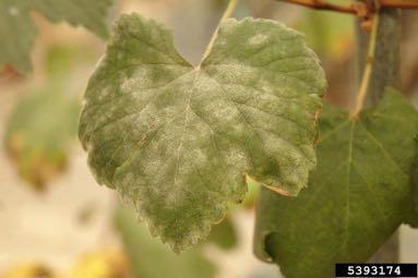 Συµπτώµατα Uncinula necator Προσβάλει όλα τα τρυφερά όργανα (φύλλα, βλαστούς, άνθη, σταφύλια): Φύλλα: προκαλεί κίτρινες κηλίδες à αλευρώδεις