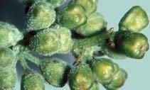 Συµπτώµατα Uncinula necator Προσβάλει όλα τα τρυφερά όργανα (φύλλα, βλαστούς, άνθη, σταφύλια):