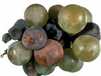 Συµπτώµατα Phomopsis viticola Συµπτώµατα παρατηρούνται σε ετήσιους βλαστούς, φύλλα, σταφύλια Προκαλεί: