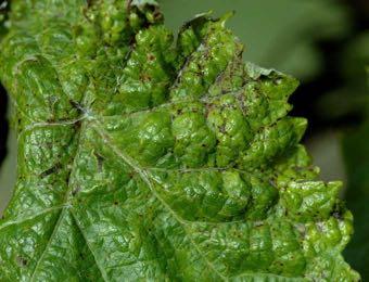 Συµπτώµατα Phomopsis viticola Φύλλα: γωνιώδεις, µικροσκοπικές,