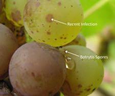 Συµπτώµατα Botrytis cinerea