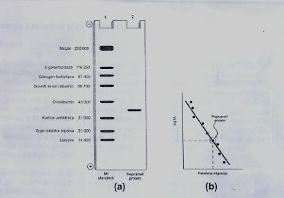 2. EKSPERIMENTALNI DIO SDS-PAGE primjena Potrebni reagensi: - GoveĎi serum - Standard - albumin goveďeg seruma (BSA) - Agaroza - glicin - tris (hidroksimetil)-aminometan - natrijum-dodecilsulfat