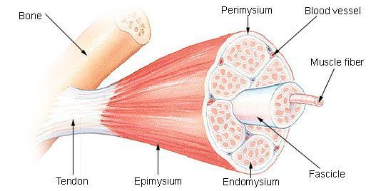 Μορφολογία του μυός http://upload.wikimedia.org/wikipedia/commons/8/89/illu_muscle_struct ure.