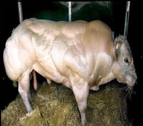 În toate cazurile se observa o dezvoltare mai pronunțată a masei musculare la trenul posterior. Carcasele erau mai scurte și mai compacte (fig. 18), iar loturile păreau mai omogene. Figura 18.
