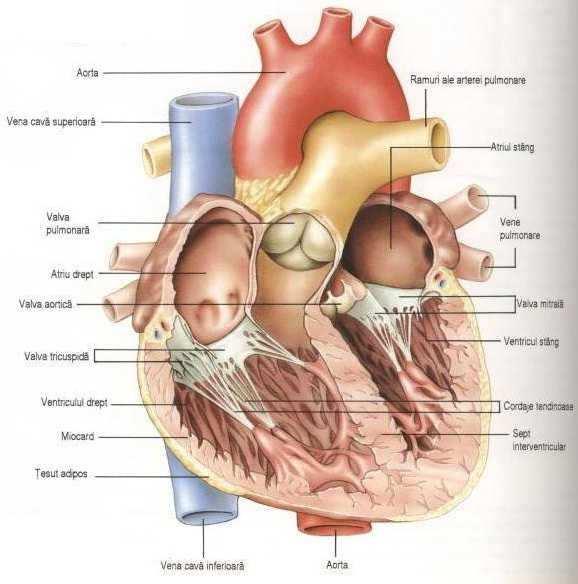 Inima, considerată ca un organ nobil de aproape toate culturile, nu este sediul sentimentelor așa cum probabil am dori. Rolul său nu este însă mai puțin important.