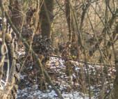 Εντούτοις, όπως µε το Ranger Diesel, το ύψος φορτίου στο πίσω µέρος είναι πολύ ψηλό για να