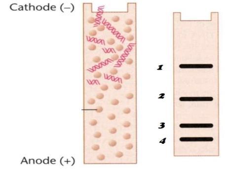 Restrictele rezultate sunt supuse electroforezei, obținându-se benzile notate 1-4. Fiecare fragment migrat într-una din cele patru poziții are următorul număr de legături triple de hidrogen: A.