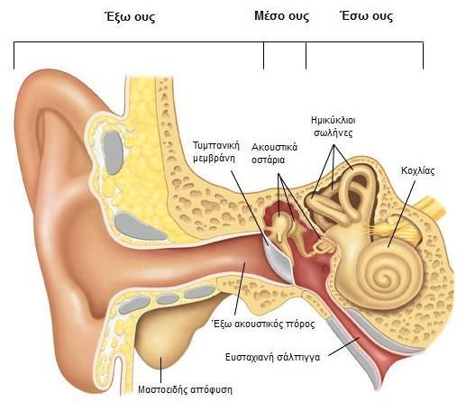 2. Βασική Ανατομική του Ωτός Το ους είναι το τελικό αισθητηριακό όργανο που εξυπηρετεί την αίσθηση της ακοής και της ισορροπίας του ανθρώπινου σώματος.