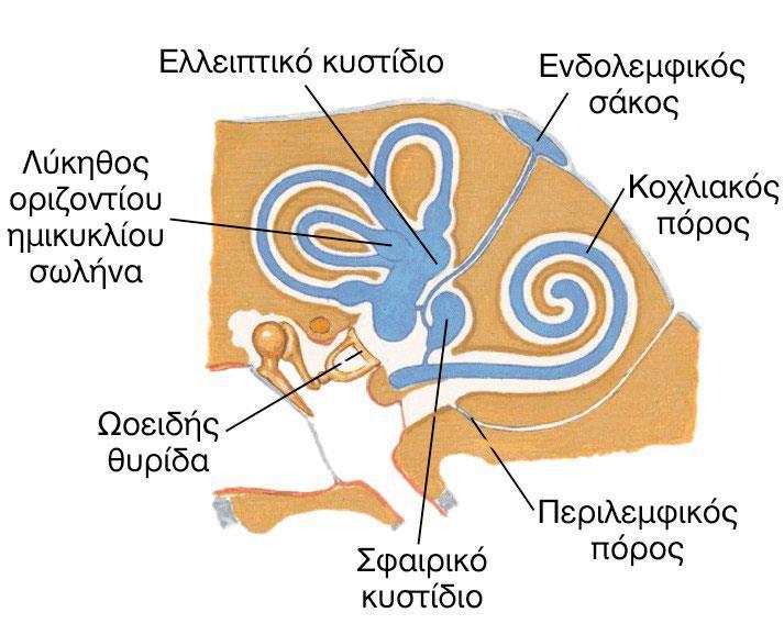 Εικόνα 2.4. Σχηματική απεικόνιση του υμενώδους λαβυρίνθου.