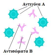 ΟΜΑΔΑ Α Οριςμζνα άτομα ζχουν ςτθν επιφάνεια των ερυκροκυττάρων τουσ αντιγόνα Α και ανικουν ςτθν ομάδα Α. Τα άτομα αυτά ζχουν ςτο αίμα τουσ αντιςώματα για το αντιγόνο Β.