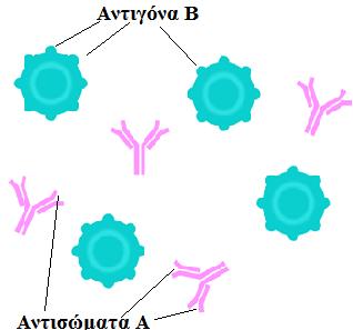 ΟΜΑΔΑ Β Τα άτομα που ζχουν ςτθν επιφάνεια των ερυκροκυττάρων τουσ αντιγόνα Β ανικουν ςτθν ομάδα Β. Τα άτομα αυτά ζχουν ςτο αίμα τουσ αντιςώματα για το αντιγόνο Α.